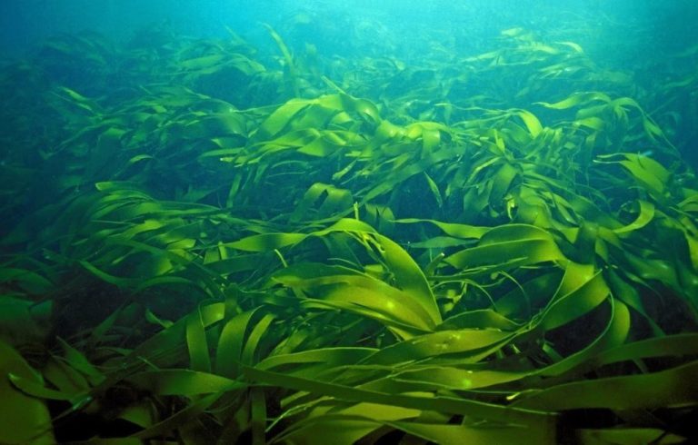 Де росте морська капуста