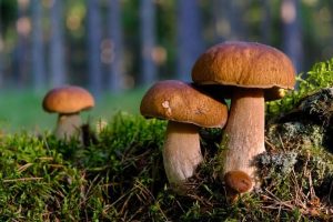 Неотруйні гриби: як розпізнати і зібрати