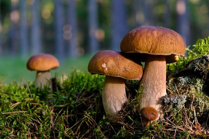 Неотруйні гриби: як розпізнати і зібрати