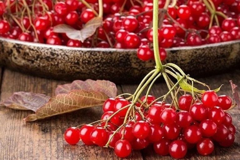 Калина: 10 властивостей, які варто знати
